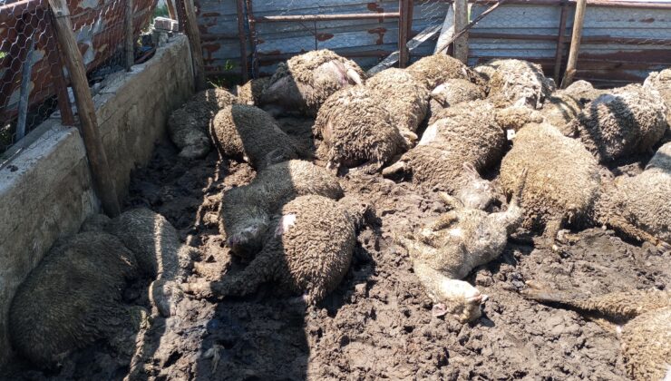 Simav Çitgöl’de Kurt Dehşeti: 72 Koyun Telef Oldu