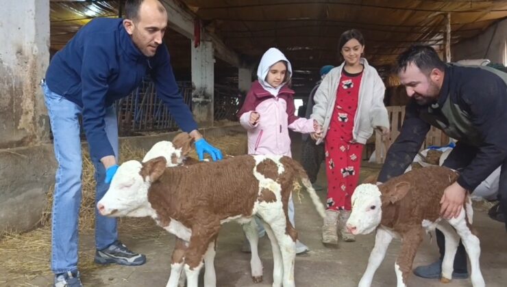 Kütahya Simav’a bağlı Karacahisar Köyü’nde nadir görülen bir olay yaşandı.