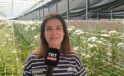 Simav da, jeotermal enerjiyle ısıtılan modern seralarda Avrupa Birliği standartlarında kesme çiçek üretimi yapılıyor.